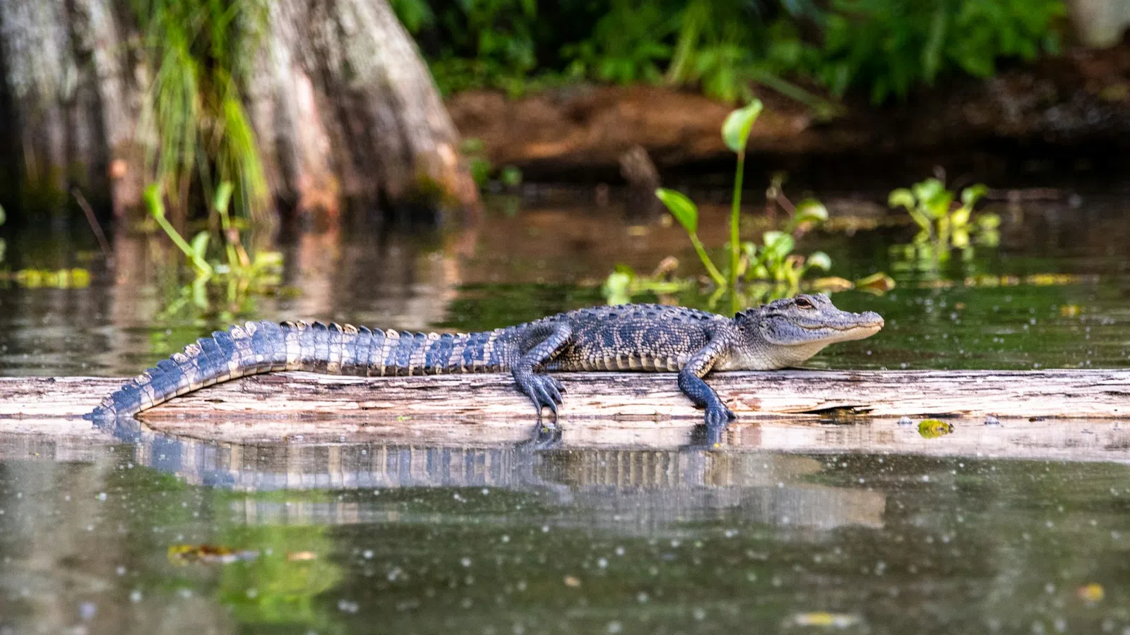 a lizard on a log in water
