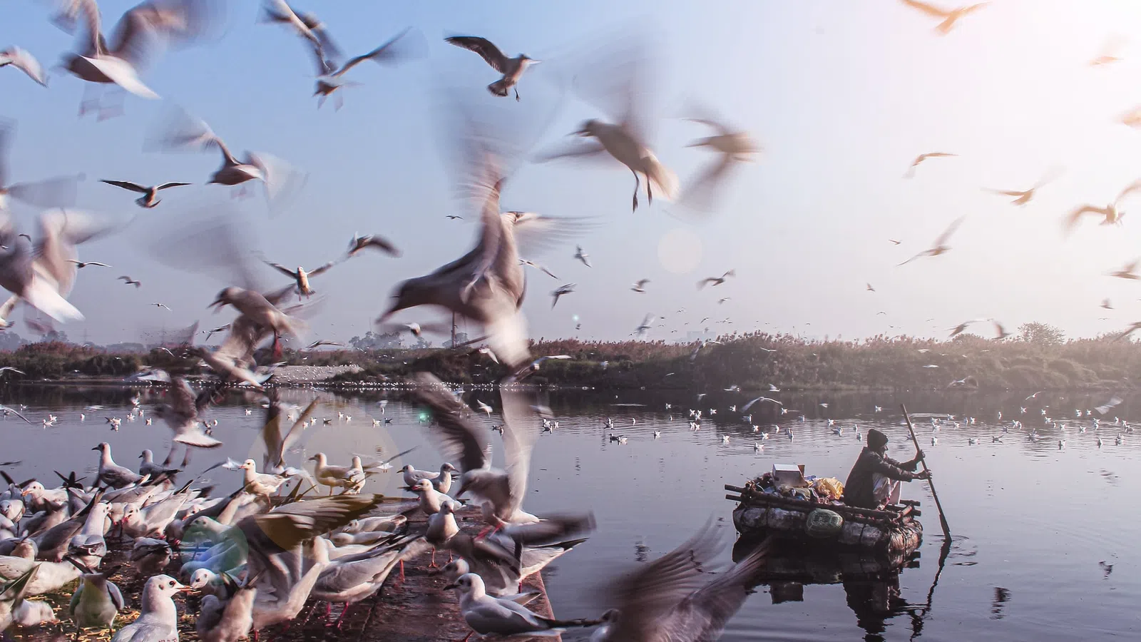 a flock of birds flying over a body of water