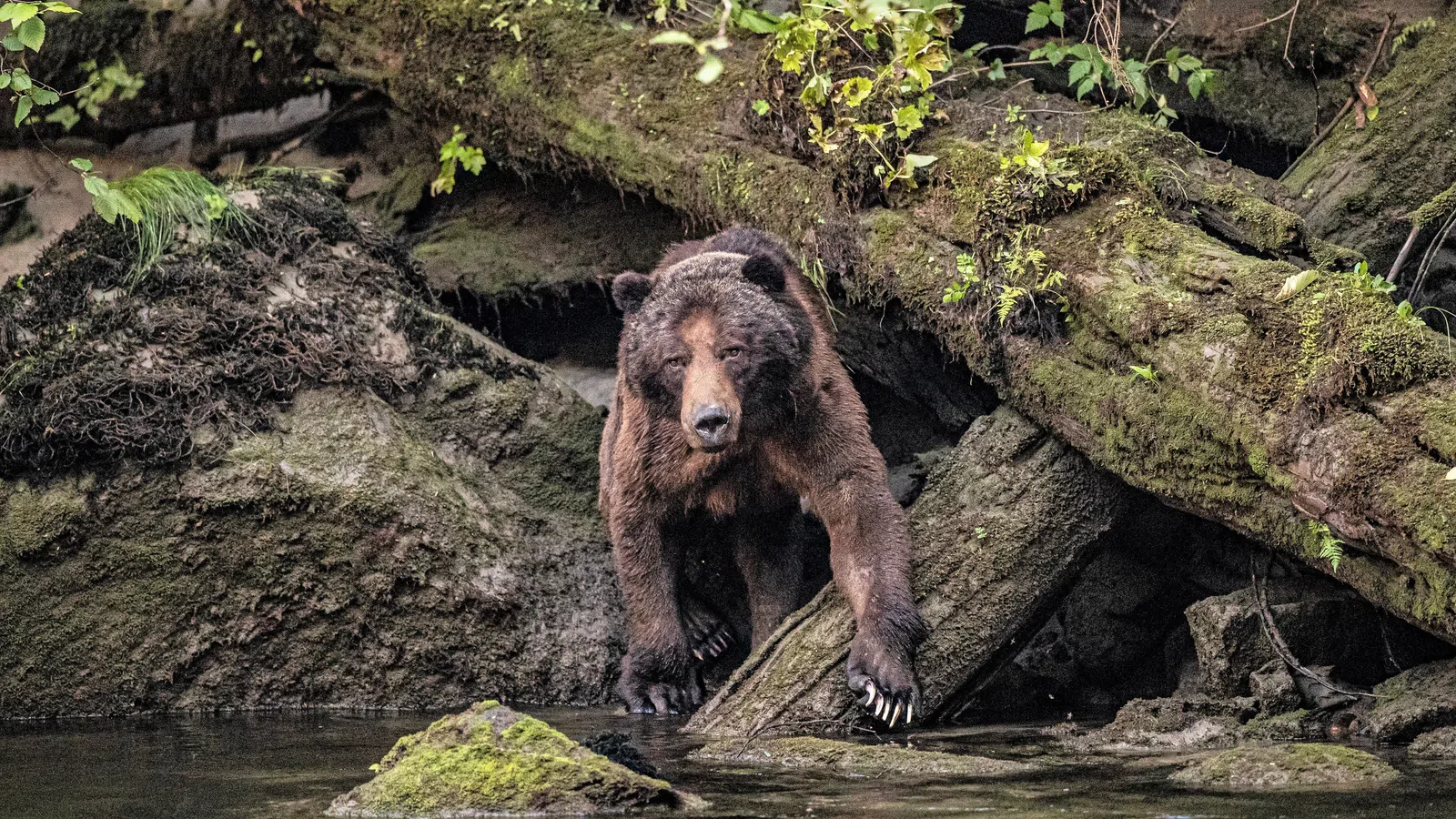 Film Review: Grizzly II: Revenge