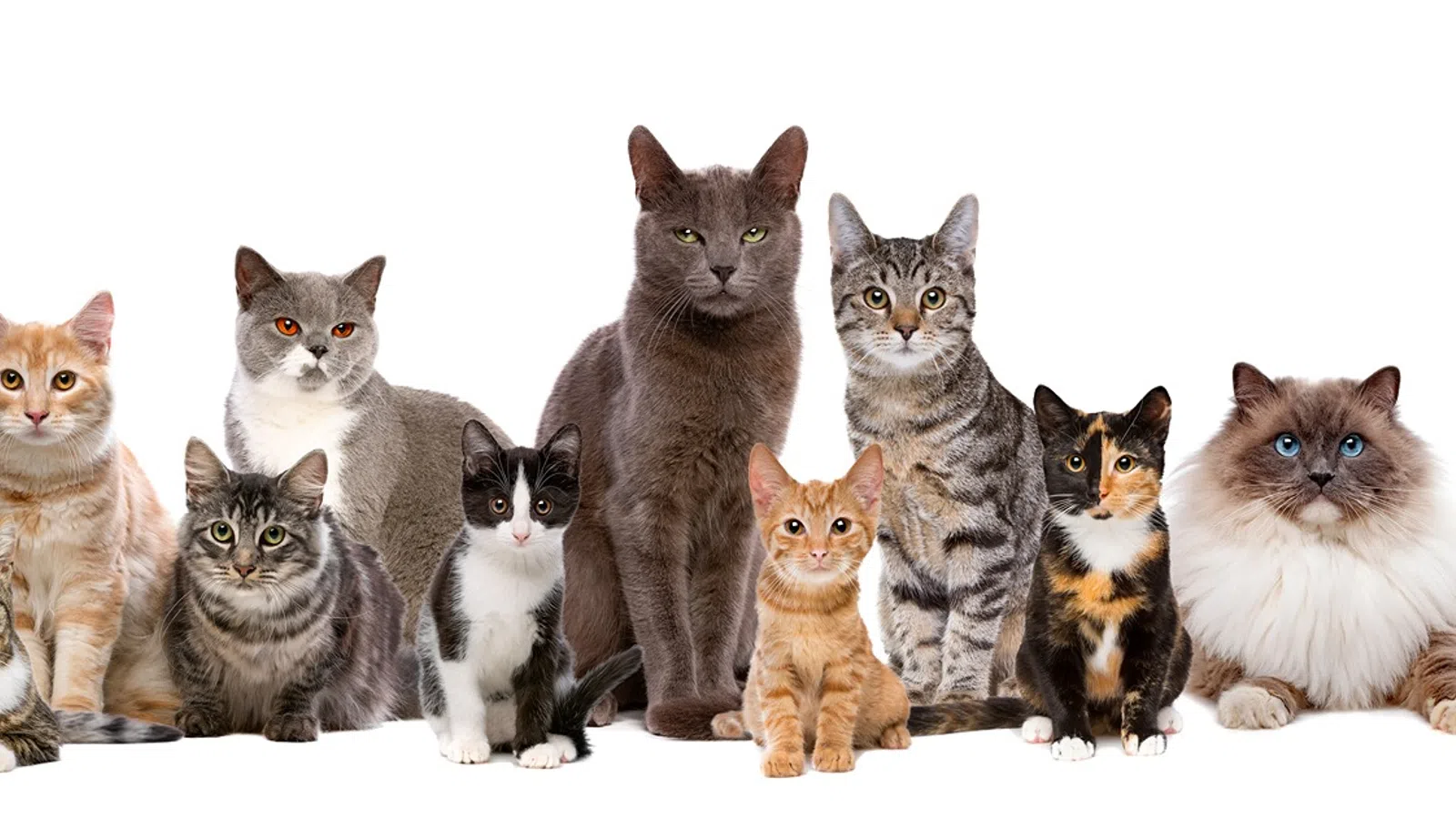 a group of cats