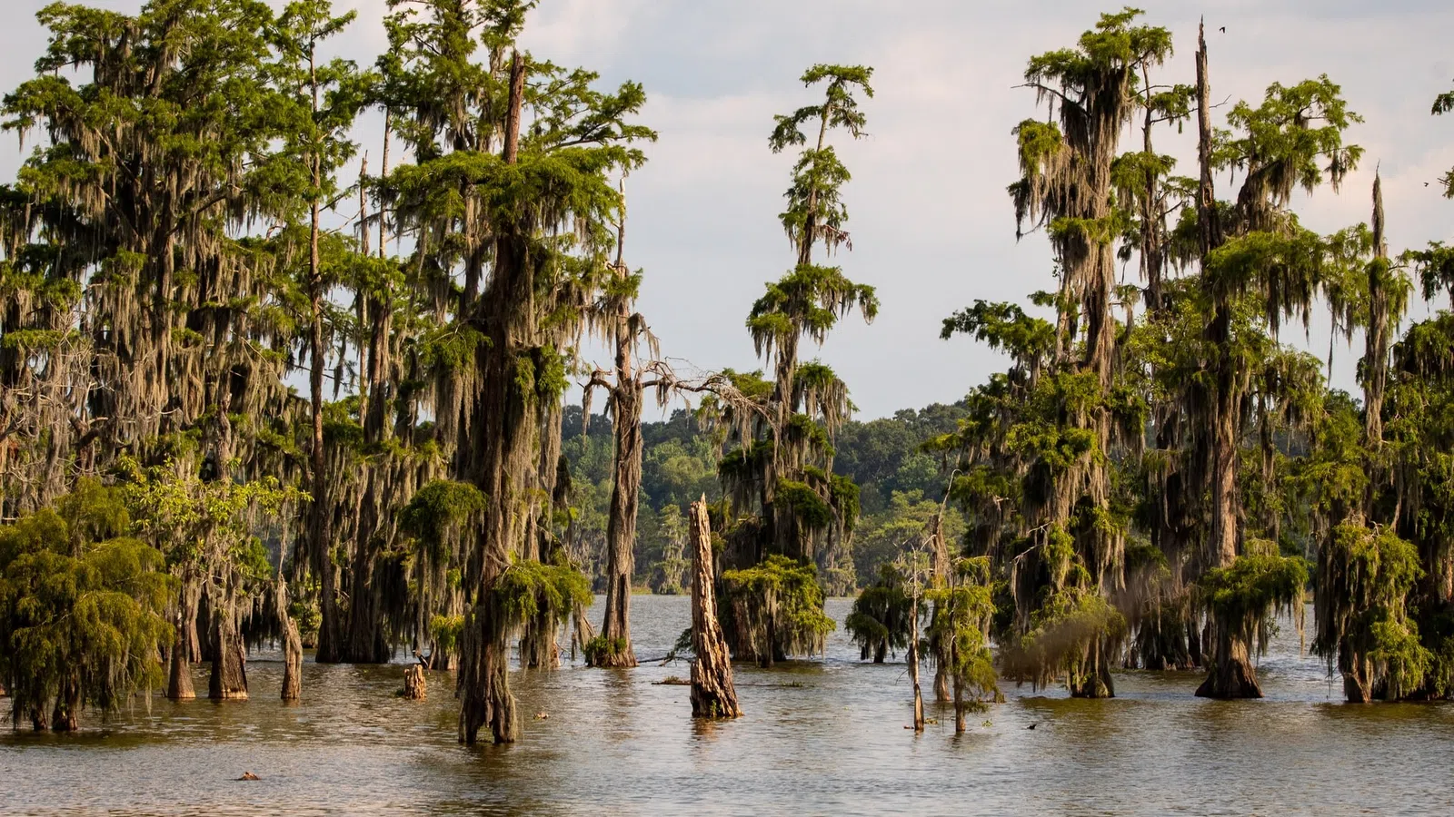 a body of water with trees around it
