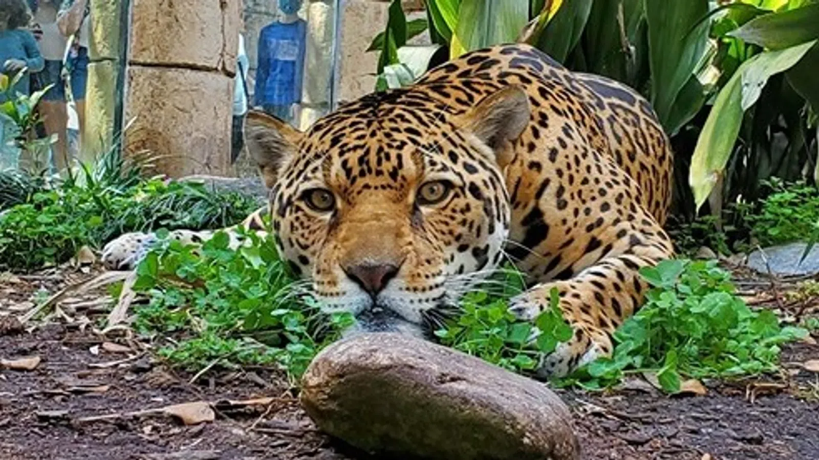 a tiger lying on the ground