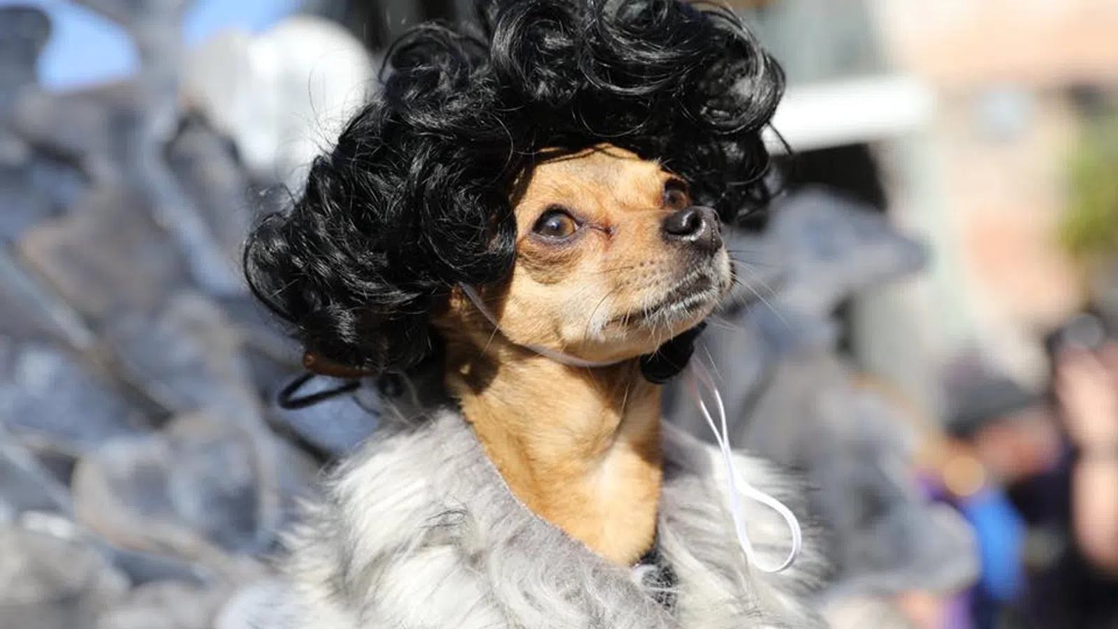 Krewe of Barkus Announces 2019 Theme