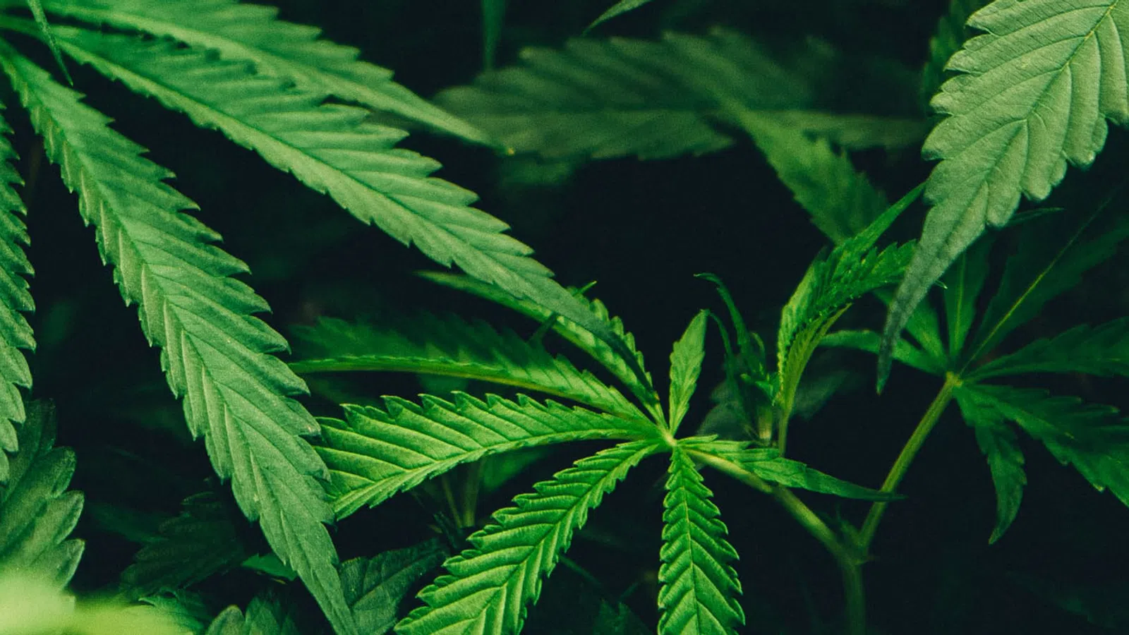6 Top Best CBD Business ideas to Explore