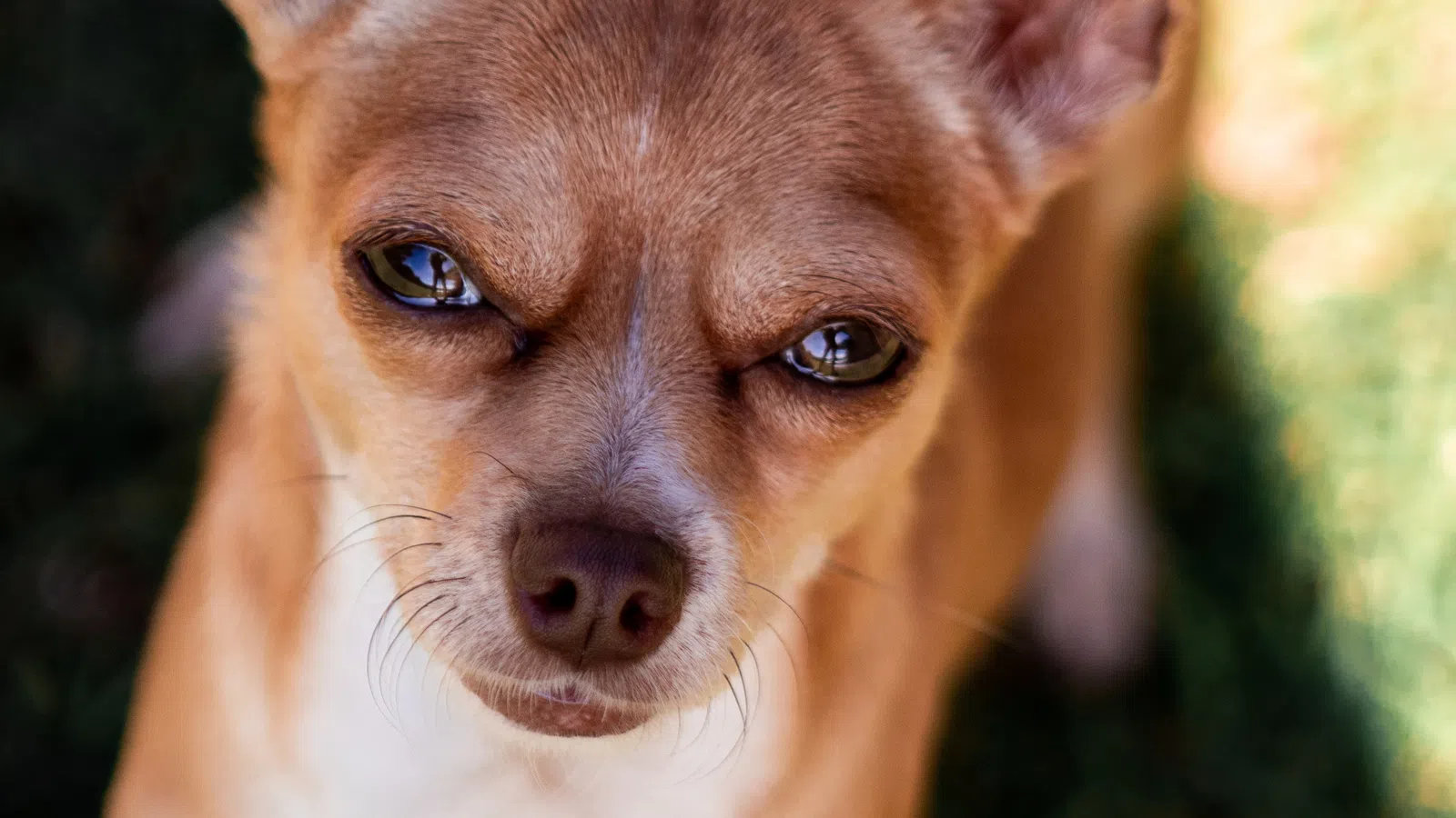 Victim of Animal Abuse gets back on his Feet