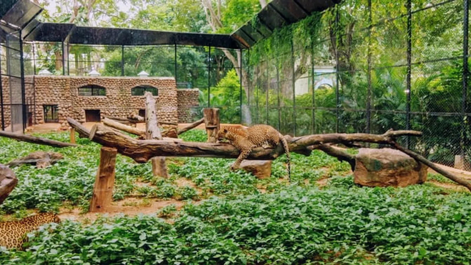 Free Admission To Audubon Zoo For New Orleans Residents