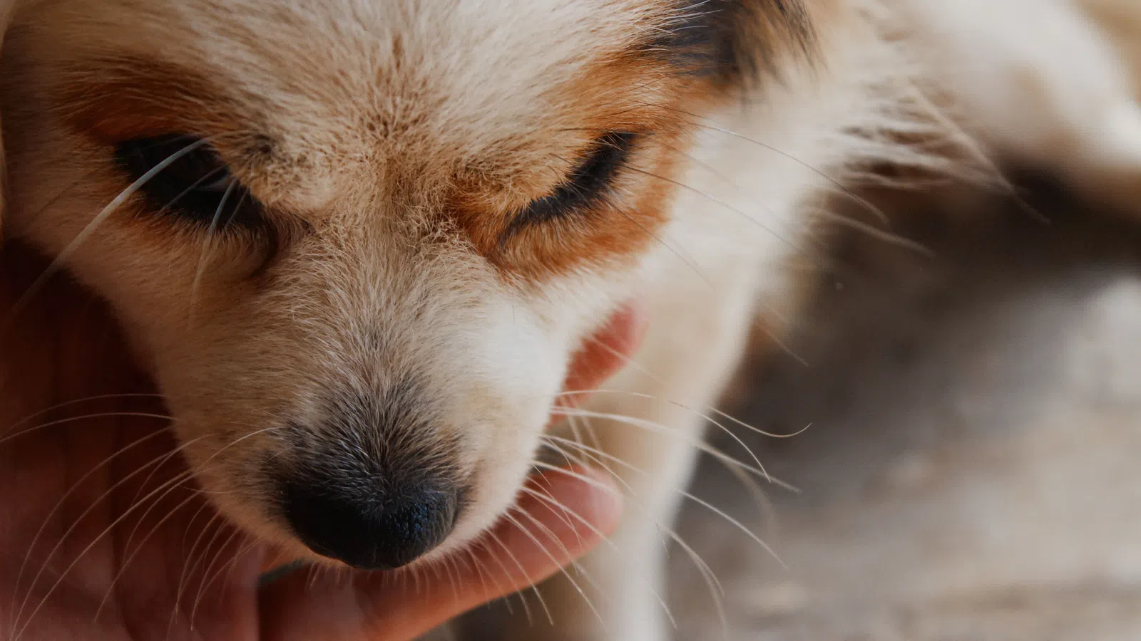 Marathon Competitor Runs 19 Miles Carrying A Puppy After Finding It Stranded