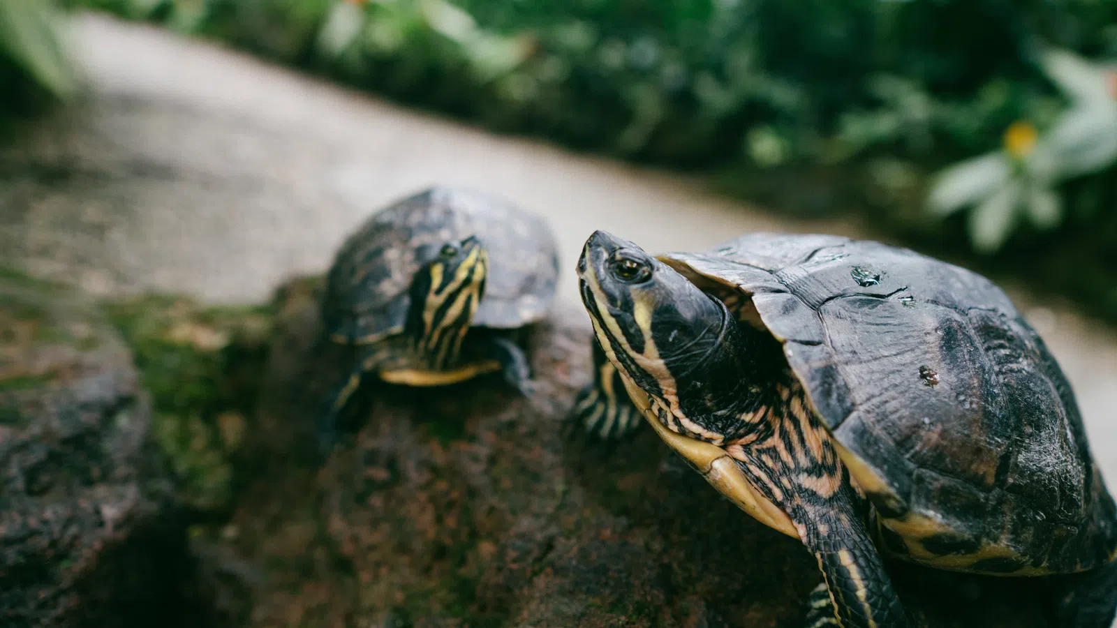 Pearl River and Pascagoula turtles seek protection against the President