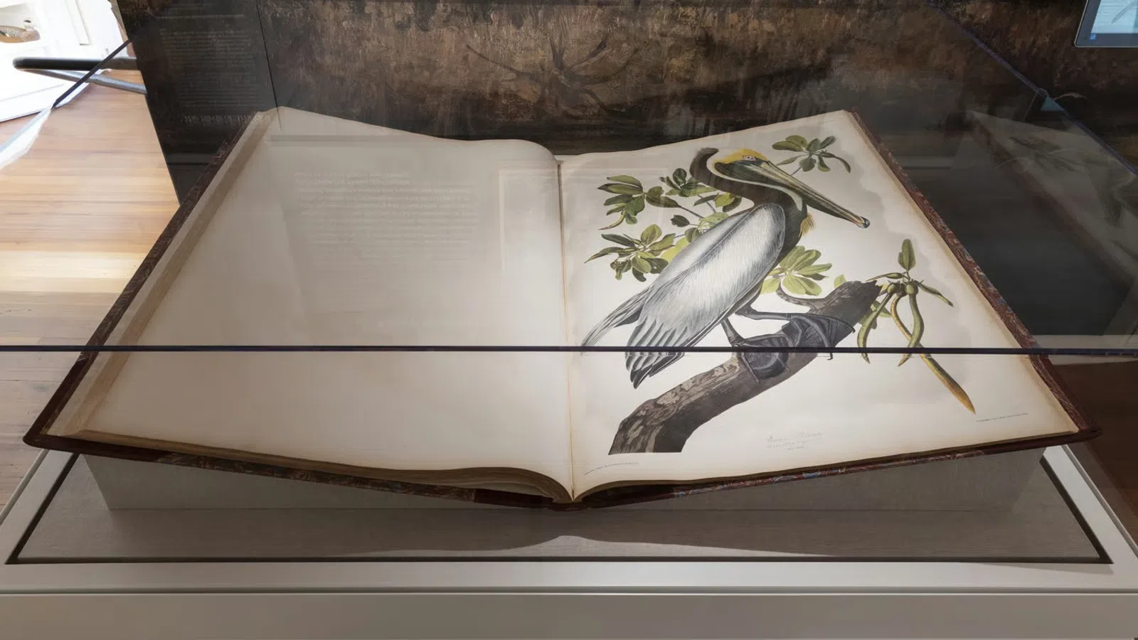 Open book displayed in glass case showing detailed illustration of a pelican on a tree branch with green leaves.