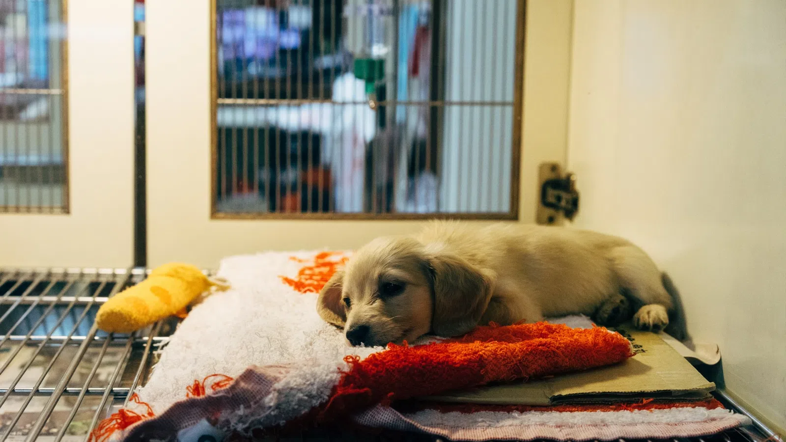 Support the Animal Rescue New Orleans with Its Christmas in July Silent Auction!