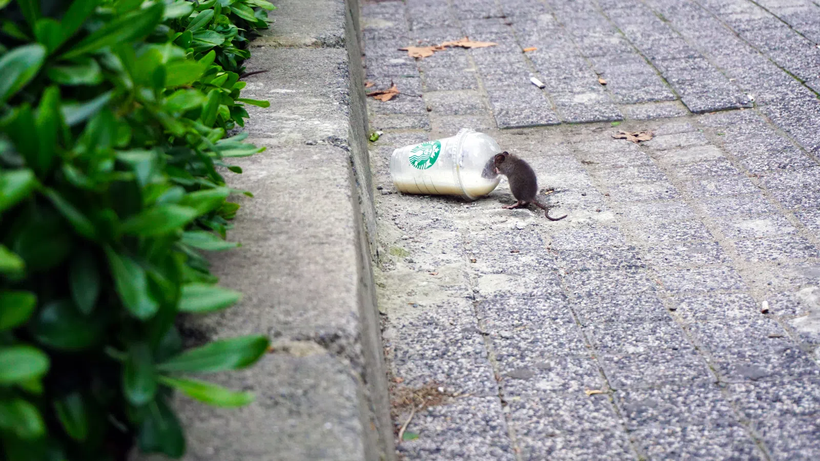 Social Distancing Takes Toll on City?s Rodents. Check Out What NOLA Did Next.