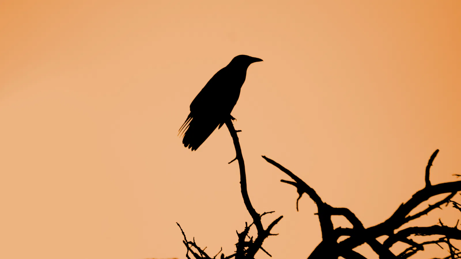 The Black Crowes’ Actions Speak Louder Than Their Words