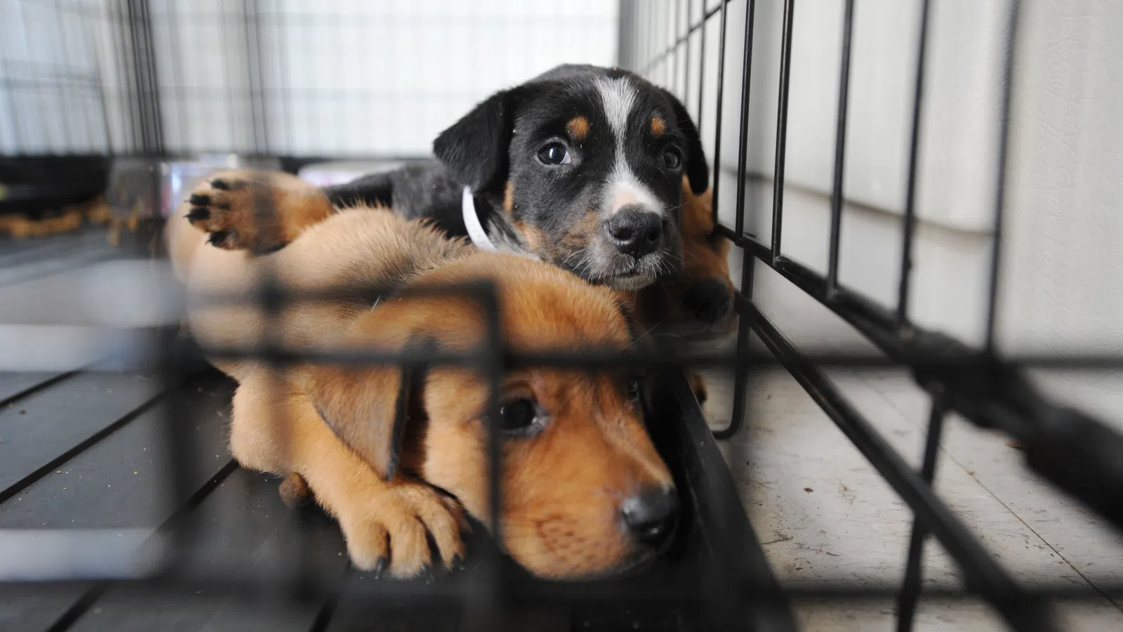 Pet Adoptions Help Fight the Corona-Lonelies