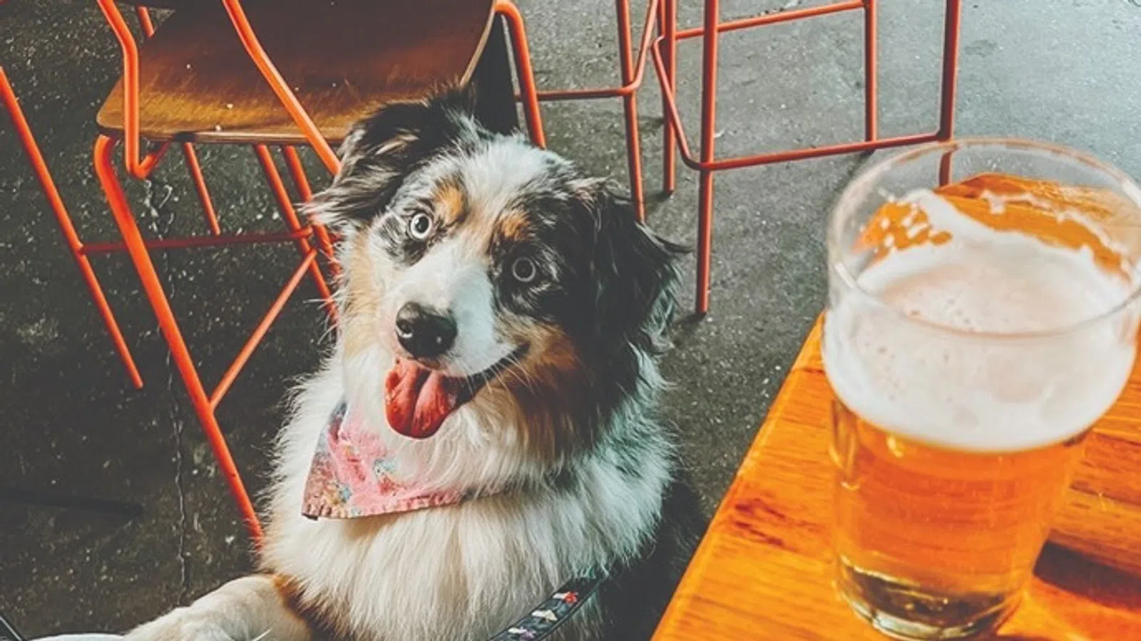 a dog sitting at a table with a glass of beer