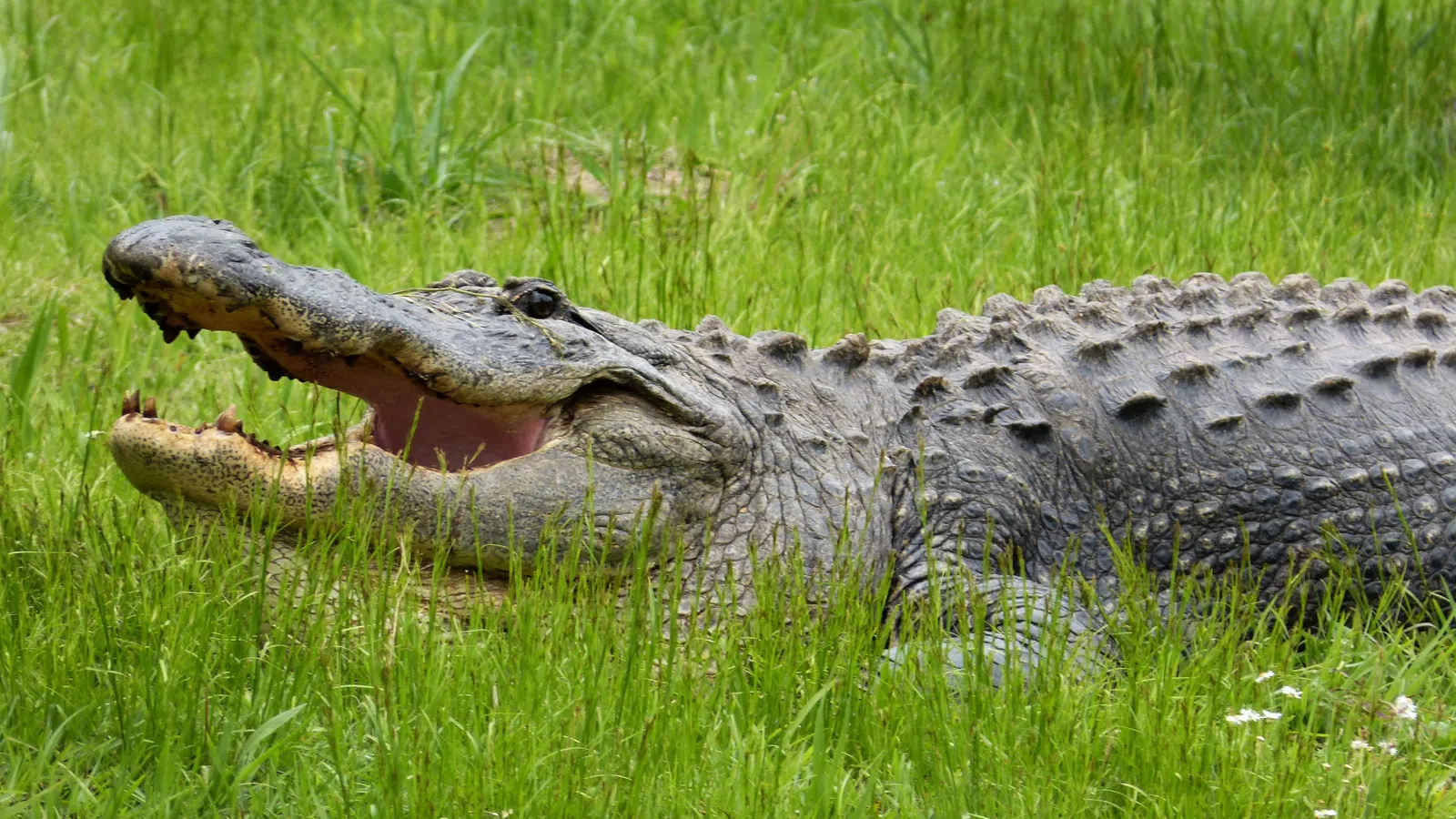 Large alligator lying in green grass with its mouth open showing sharp teeth on a sunny day.
