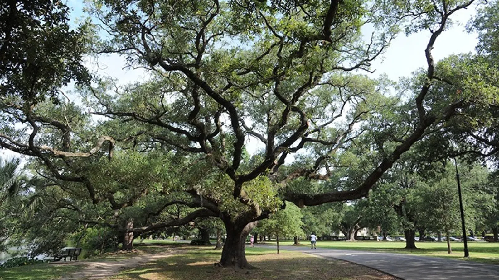 a tree in a park