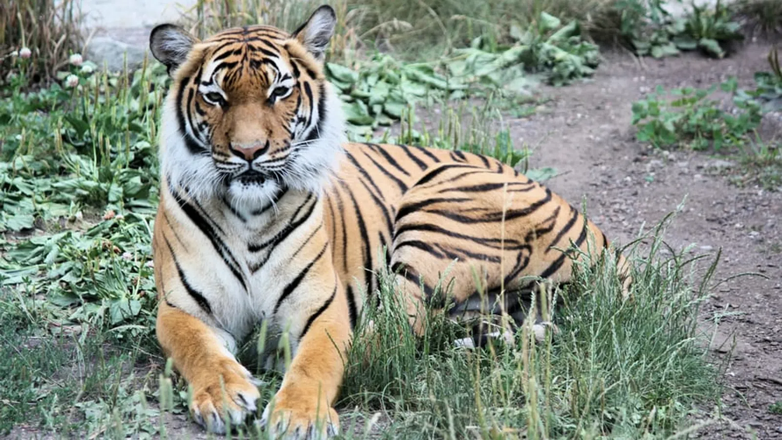 Could LSU?s Mike the Tiger get the Coronavirus?