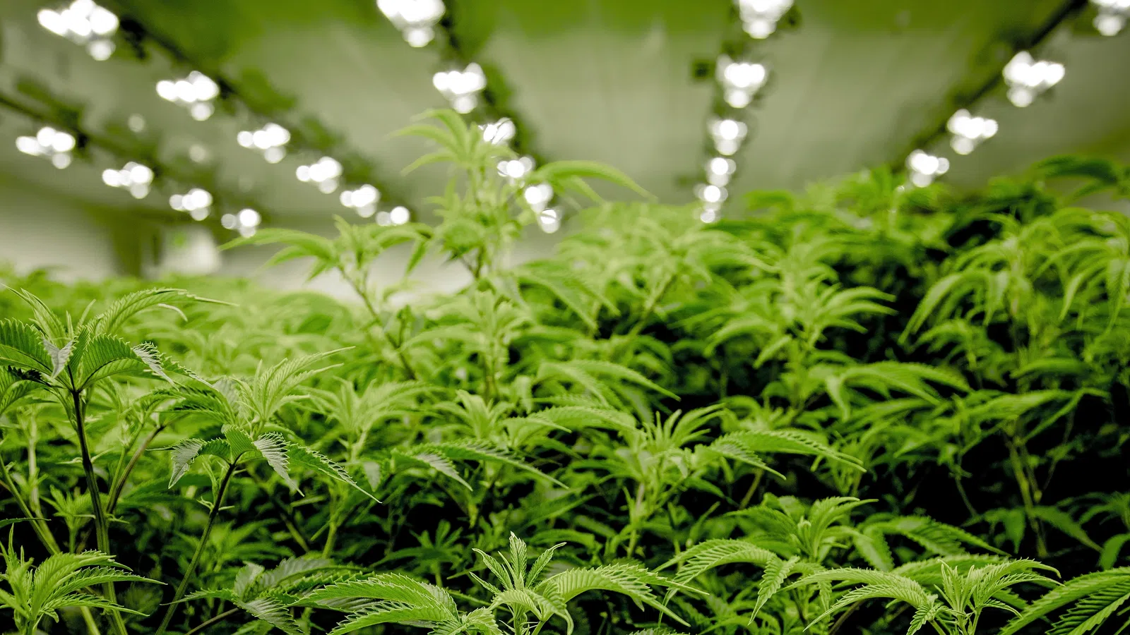 The Future of Medical Marijuana in Louisiana Looks Bright
