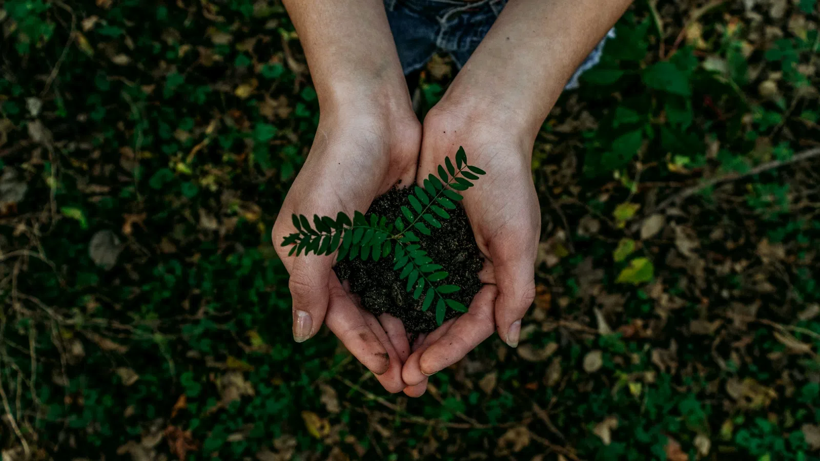 Hands holding soil with a small green plant sprouting, symbolizing growth and environmental care.