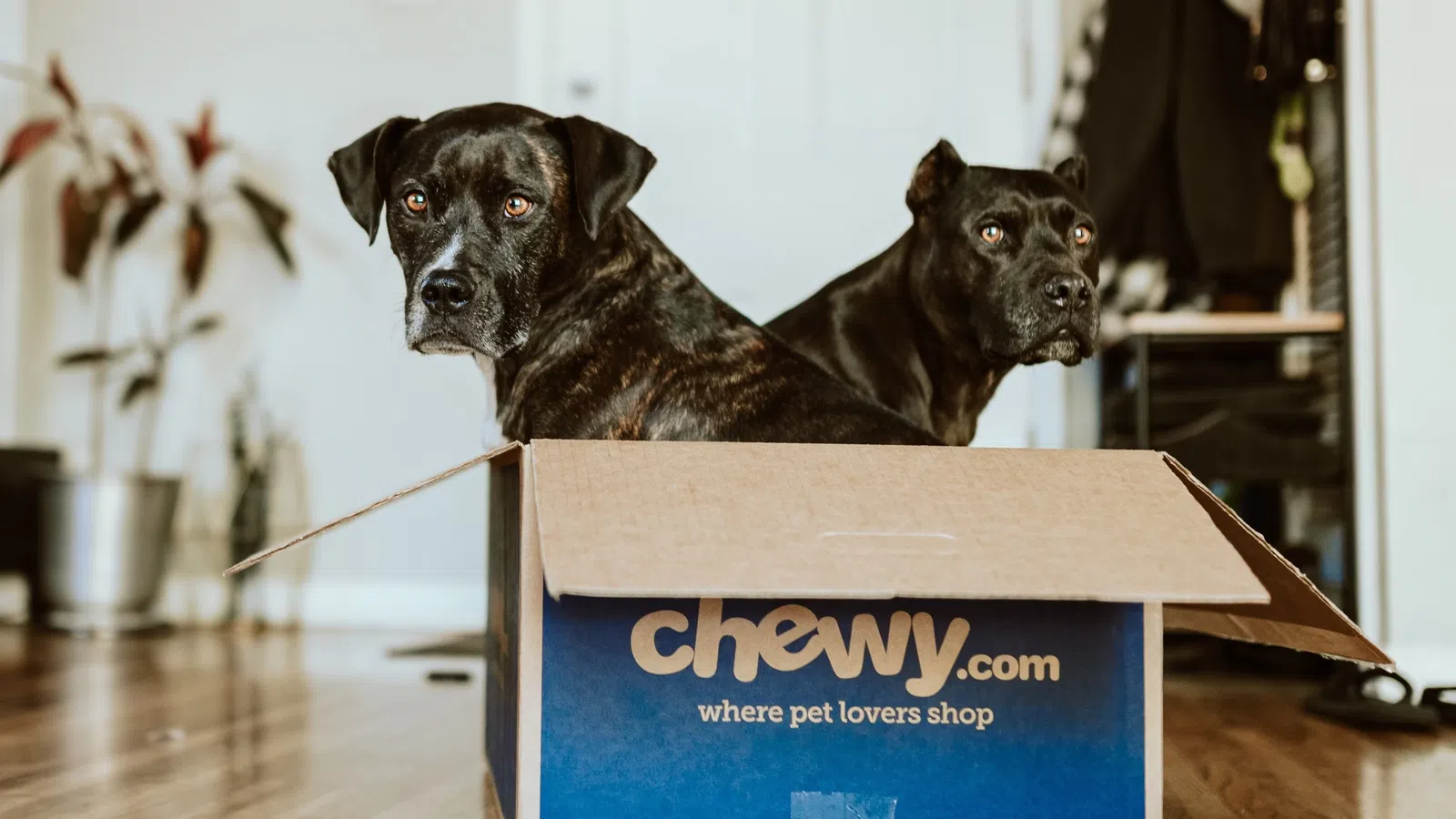 a couple of dogs in a box