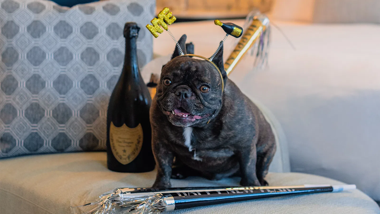 a dog with a bottle of beer on its head
