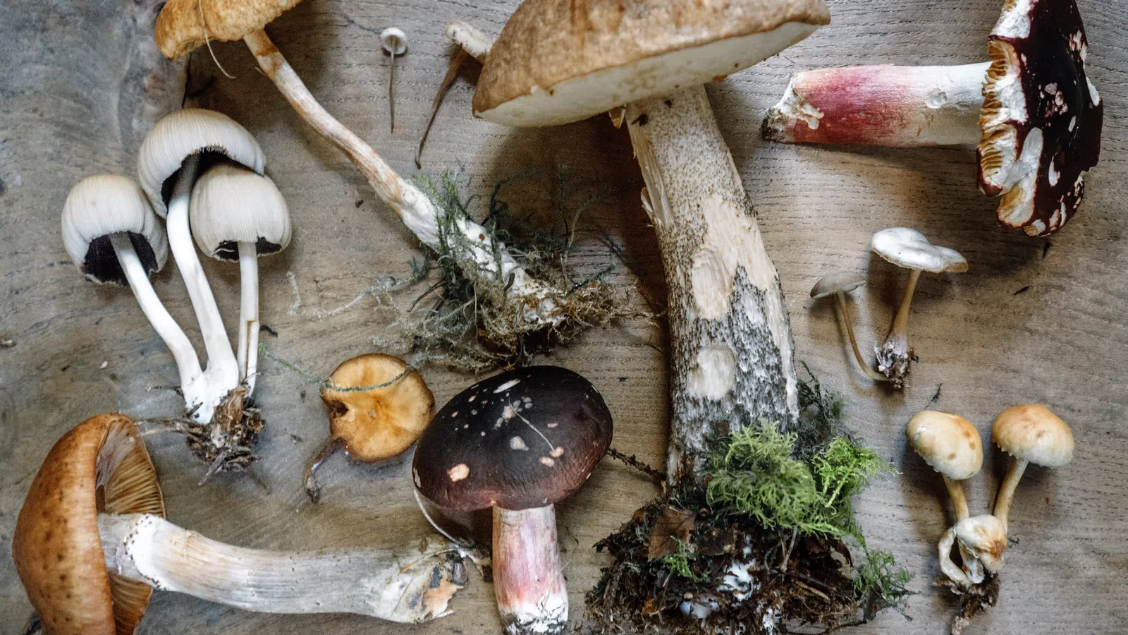 Calling All Mushroom Enthusiasts