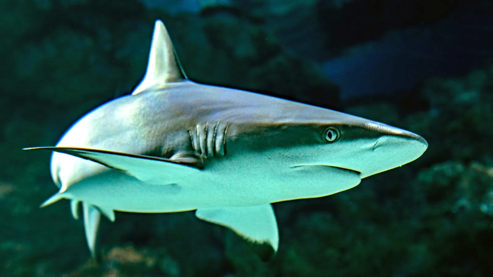 Get Up Close & Personal with Sharks & Stingrays at The Audubon Aquarium