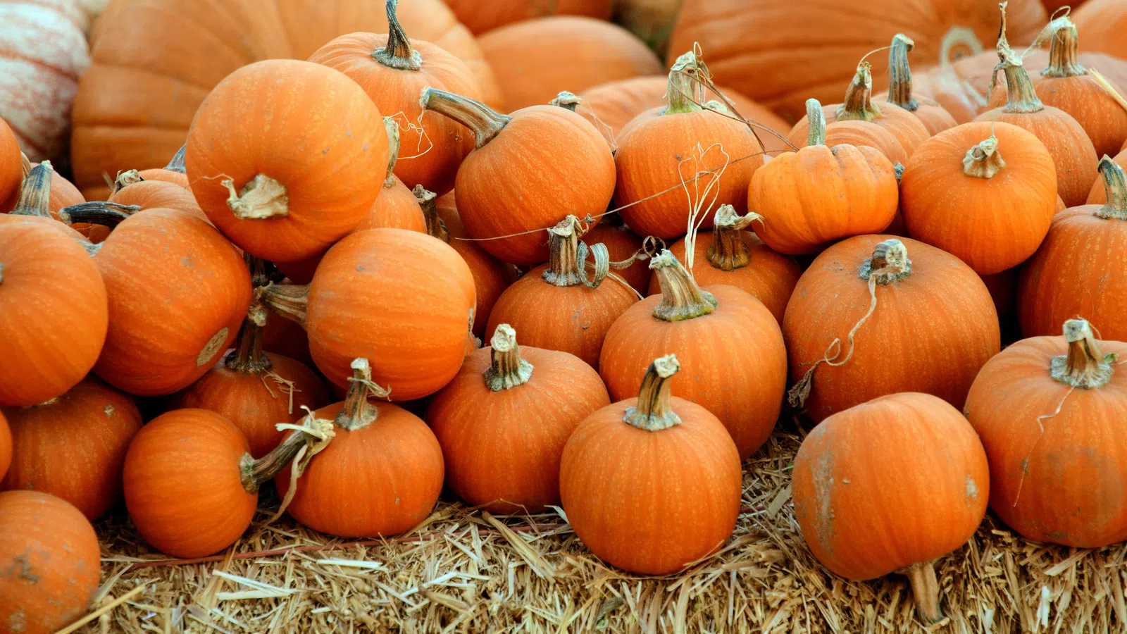 Plans for a Homebound Halloween