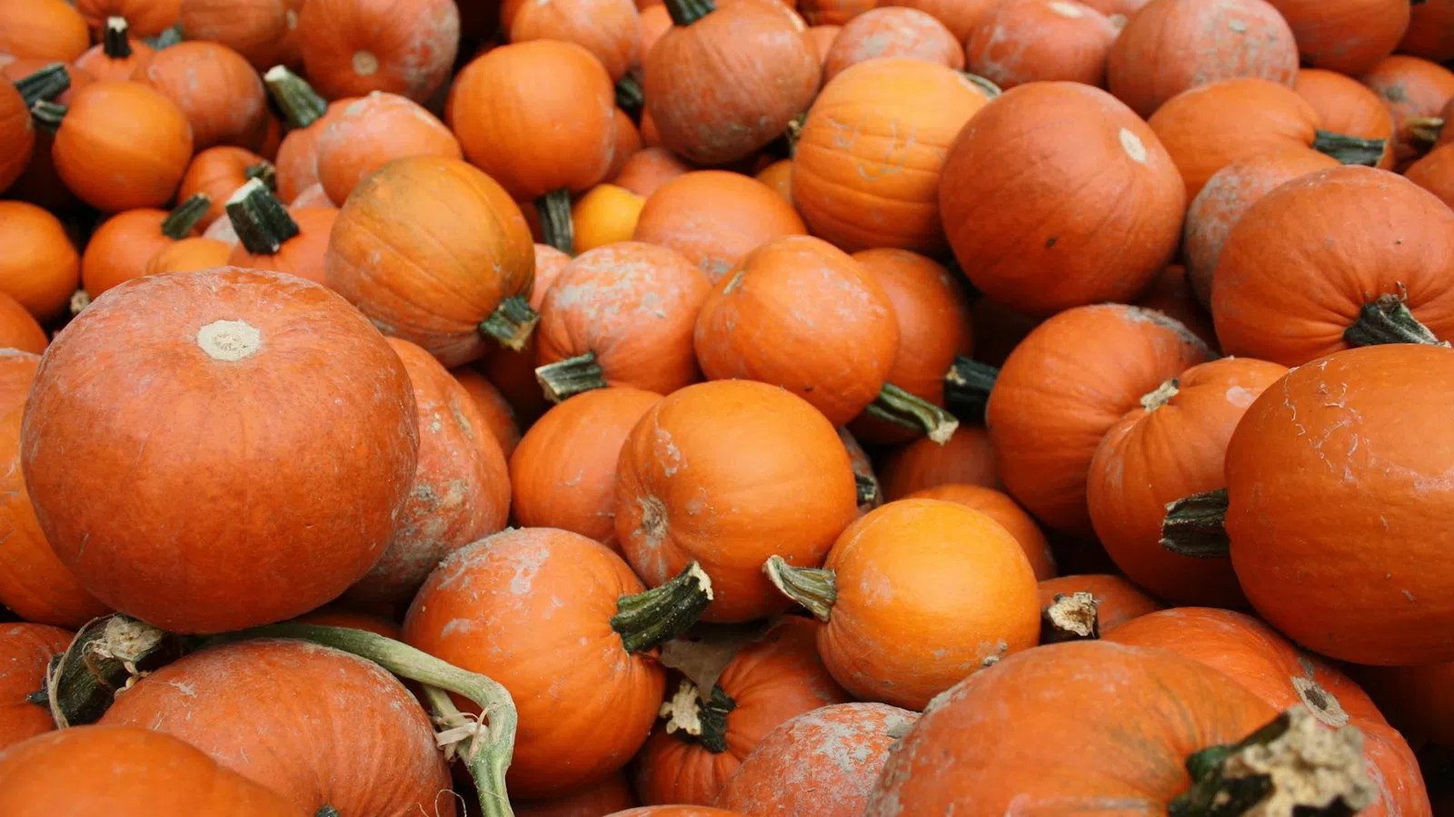 a pile of orange pumpkins