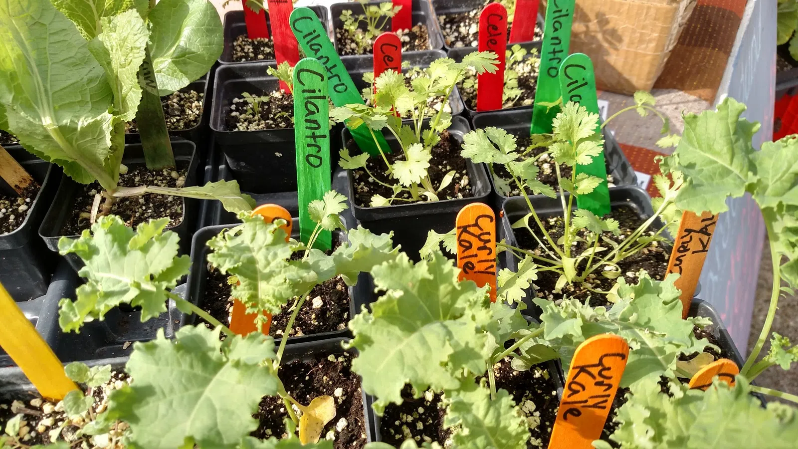 a group of plants in pots