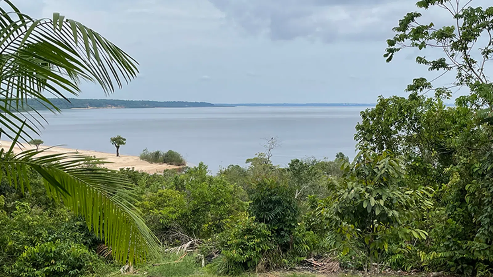a tropical beach with trees
