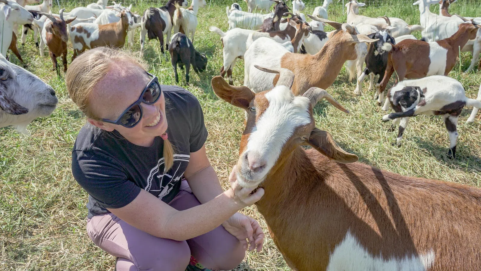 Woman wearing sunglasses smiling and petting a brown and white goat in a field with many goats.