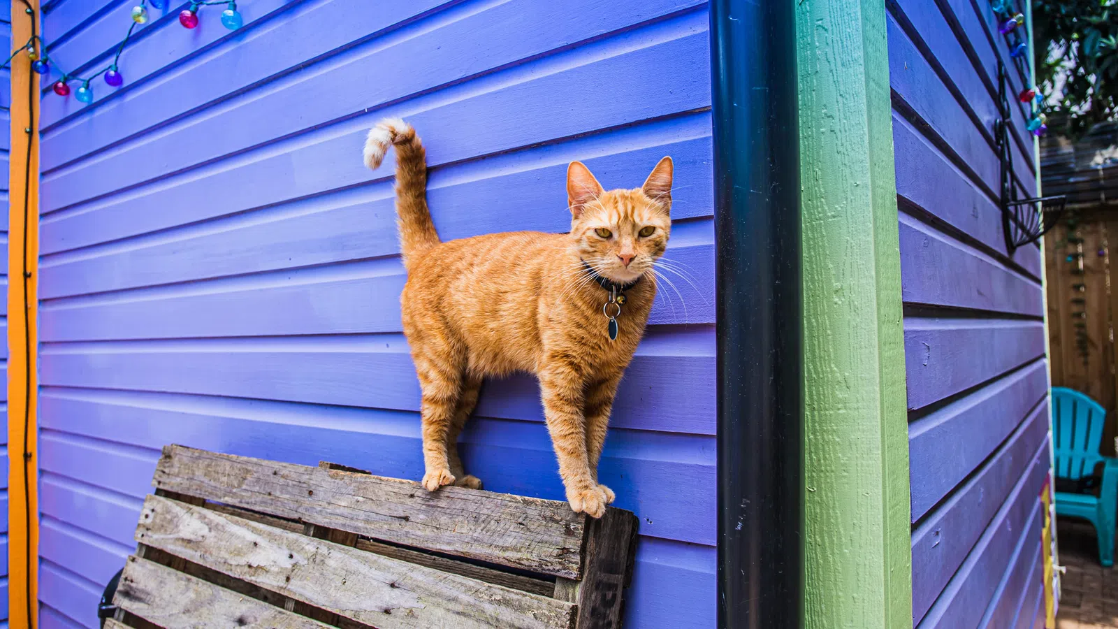 Where to Adopt a Four-Legged Friend in NOLA