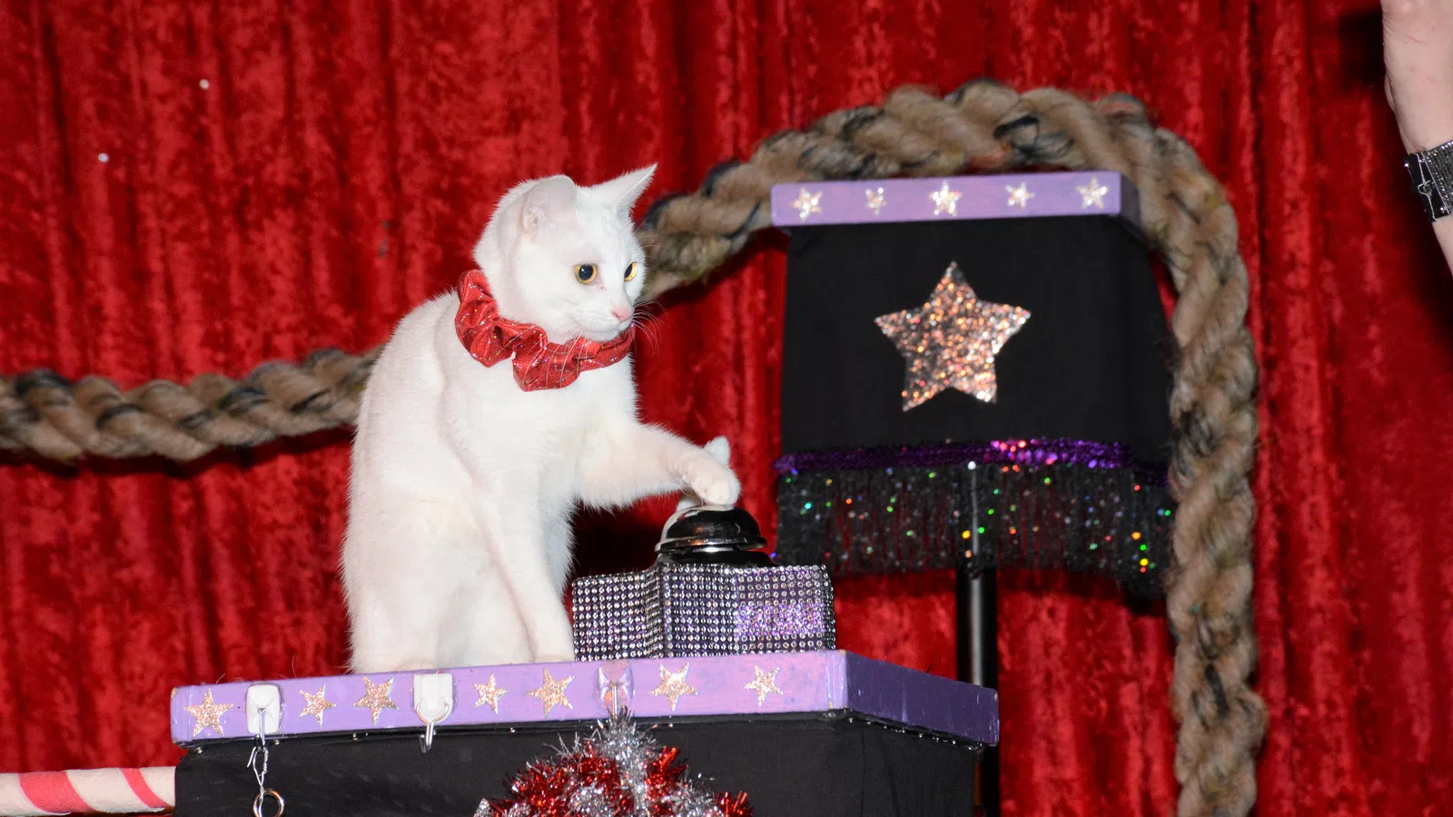 The Cat?s Out of the Bag: The Amazing Acro-Cats are Back in New Orleans! 
