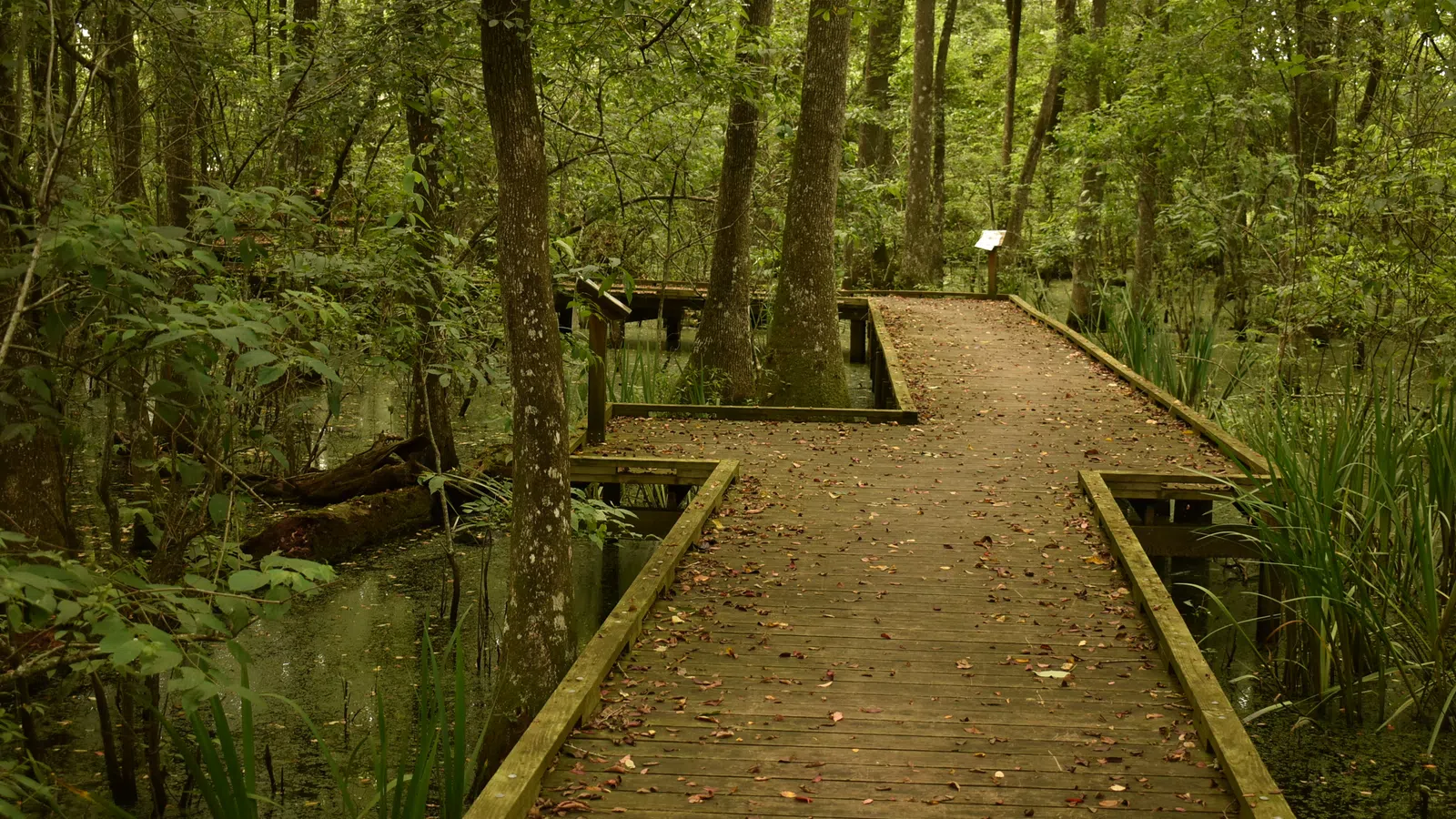 Baton Rouge is Greener Than You’d Think: Nature Sights to Visit in LA’s Capital Area