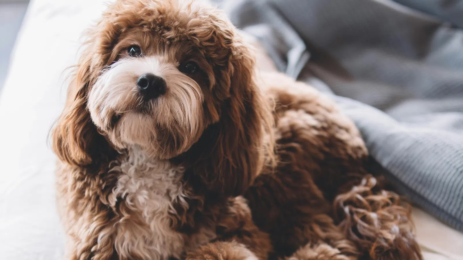 a dog lying on a bed