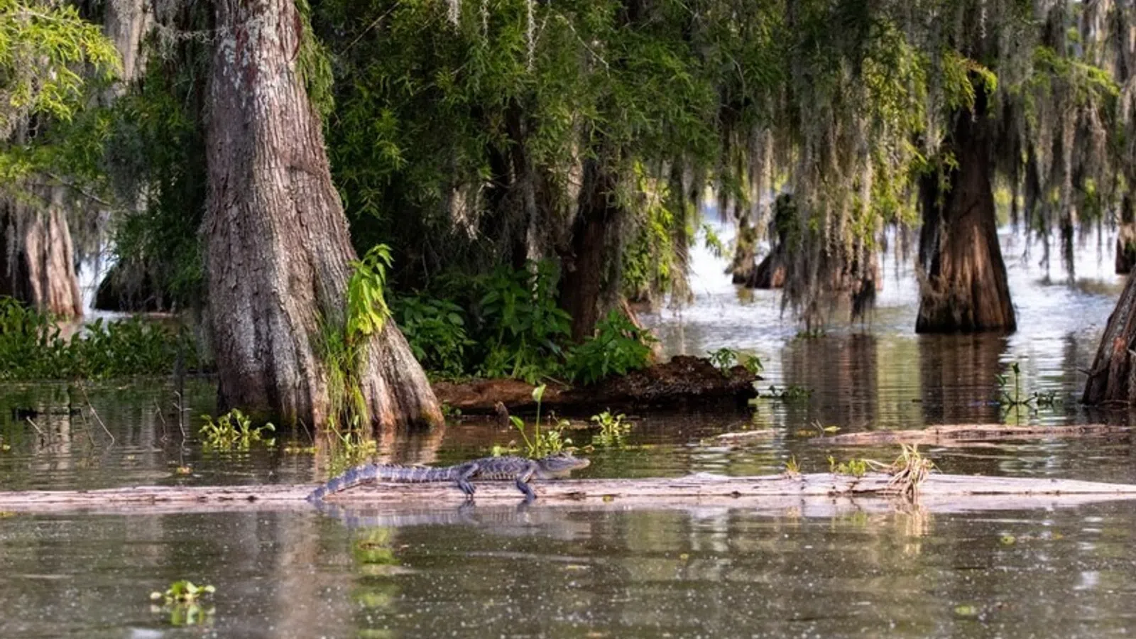 a river with trees and plants