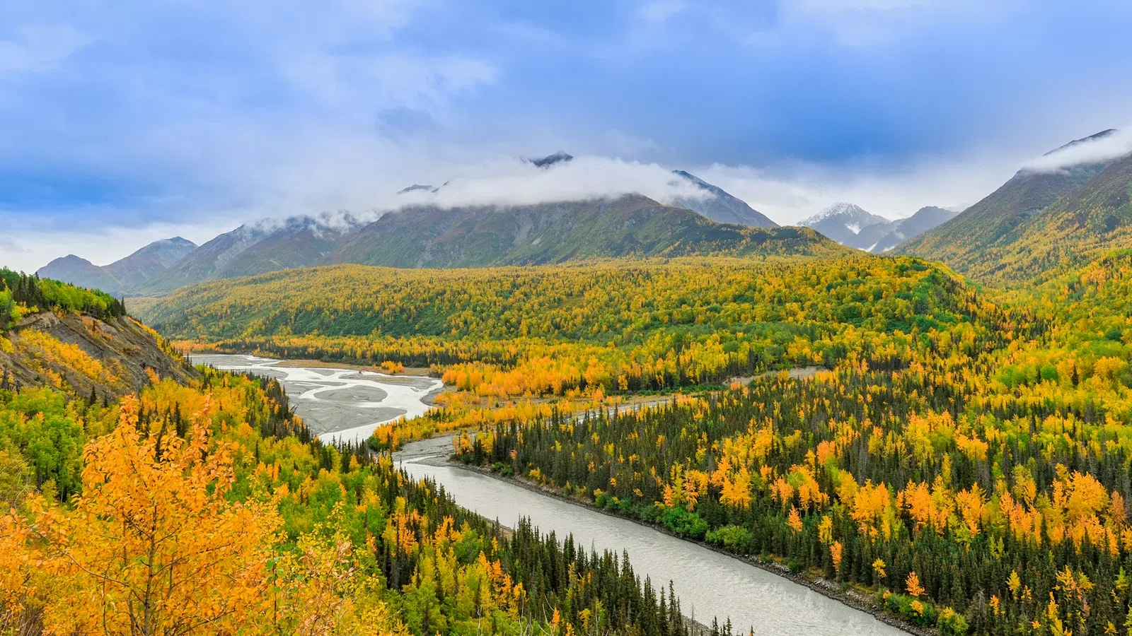 a river running through a forest