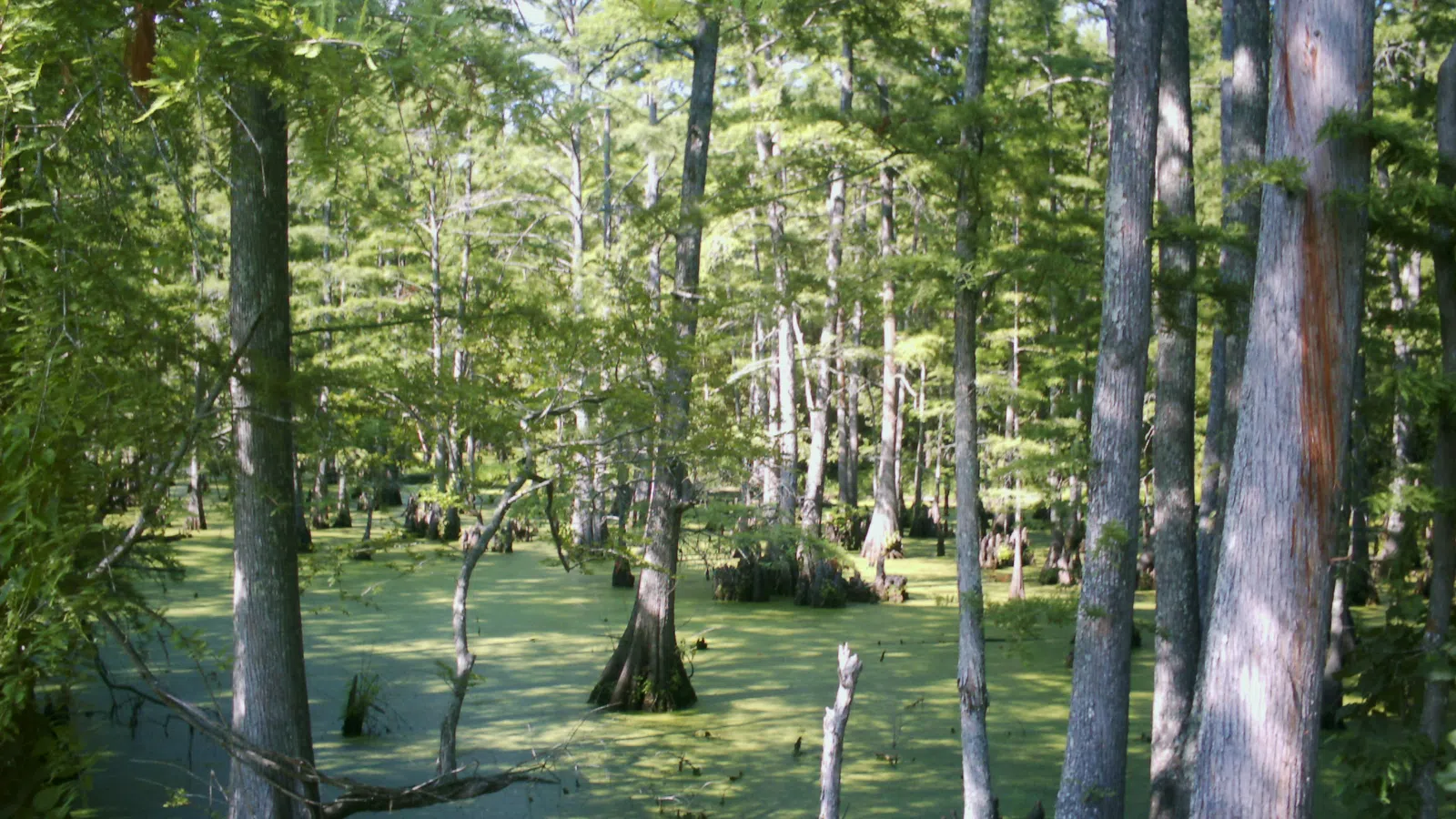 Louisiana Filmmakers Look to Have Film Greenlighted in National Competition