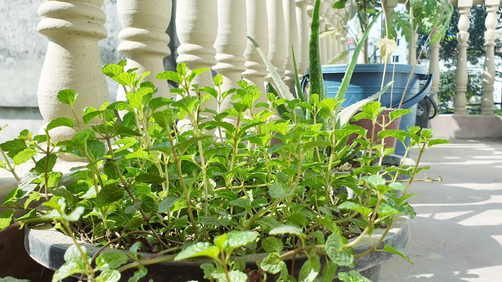 Green mint plant growing in a pot on a sunlit balcony with white railing and potted plants in background