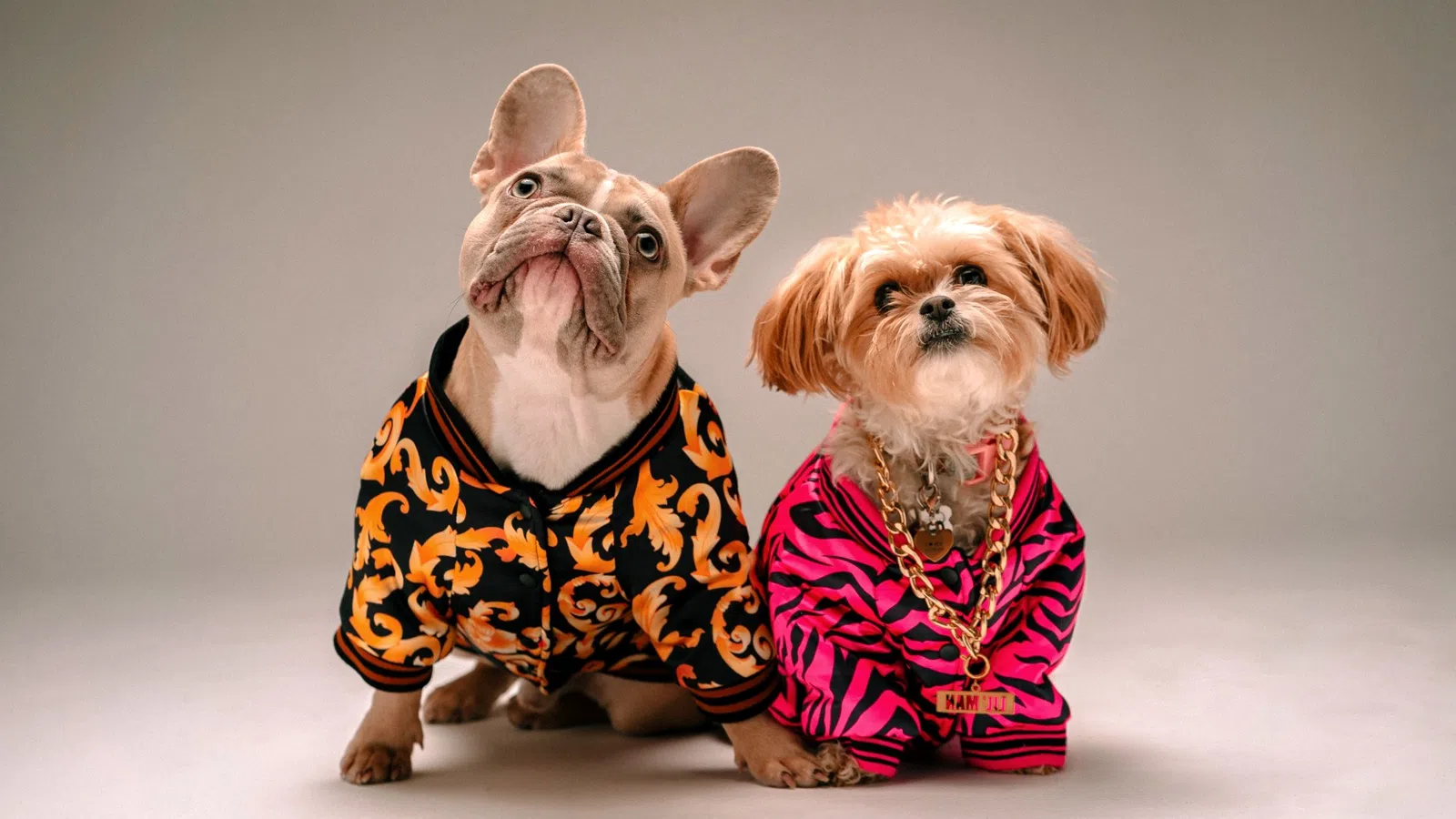 two dogs wearing sweaters
