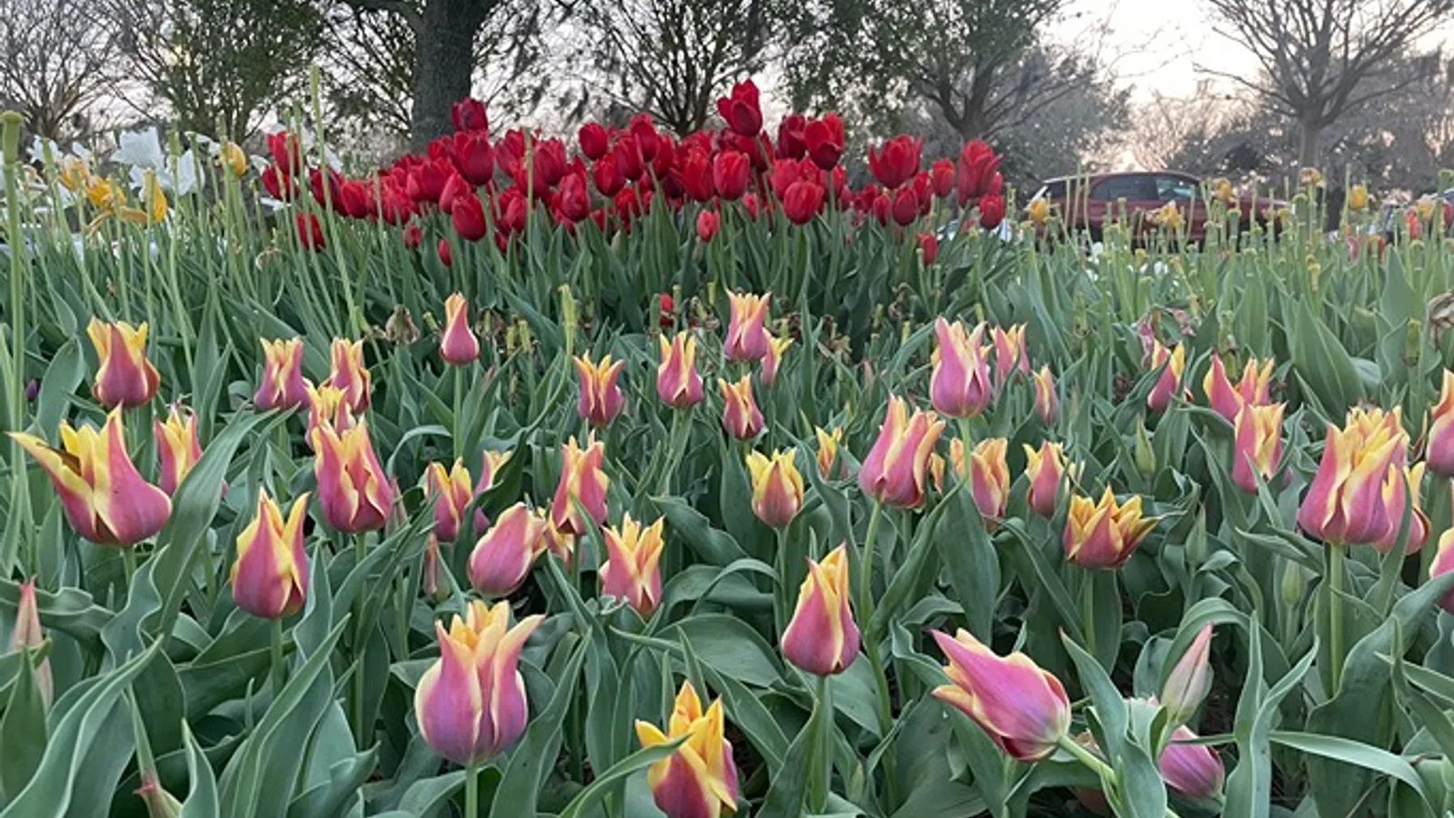 a field of colorful flowers