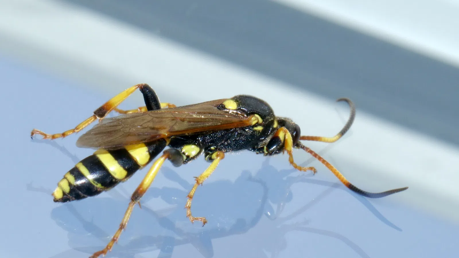 The Truth About So-Called ?Murder Hornets?