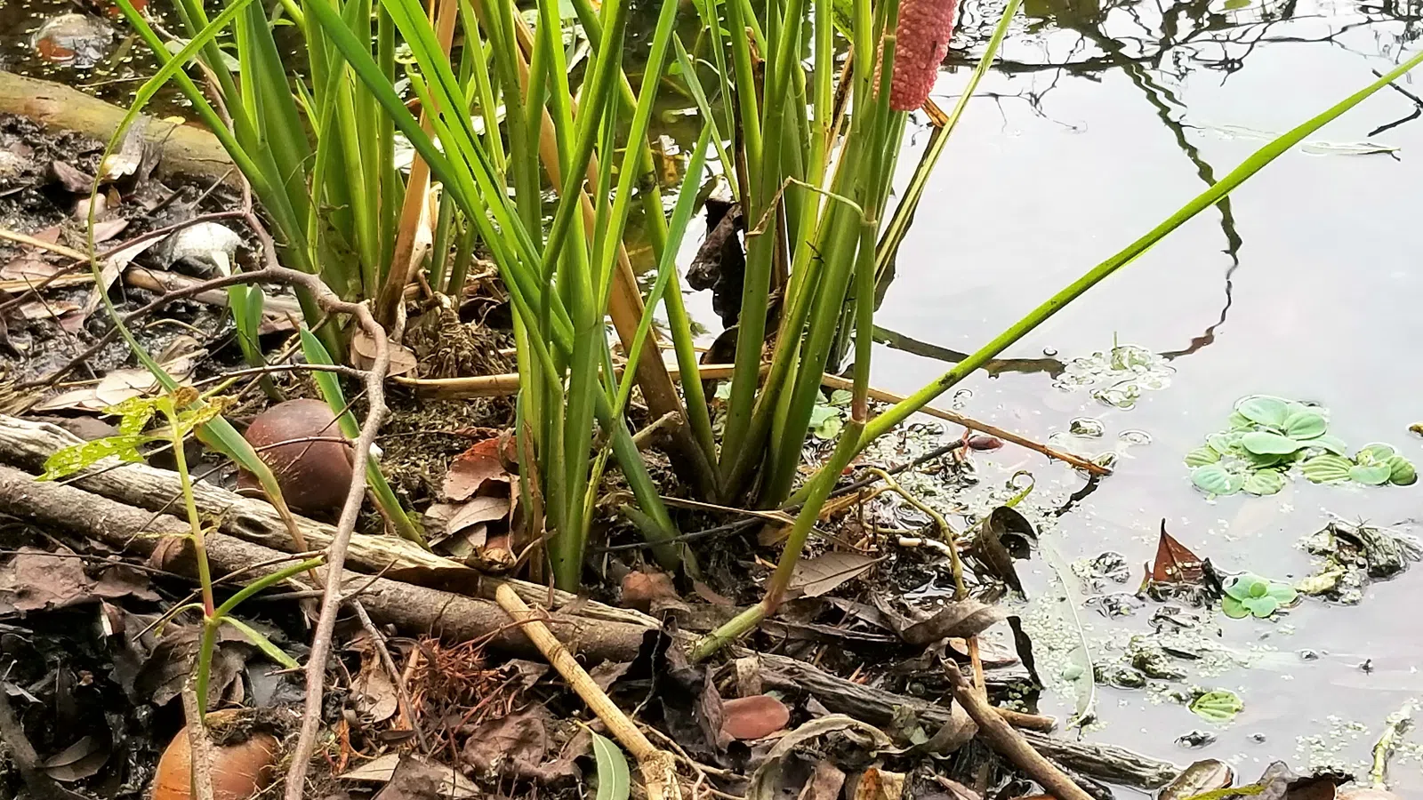 Louisiana Waterways Under Siege: The Giant Applesnail Invasion