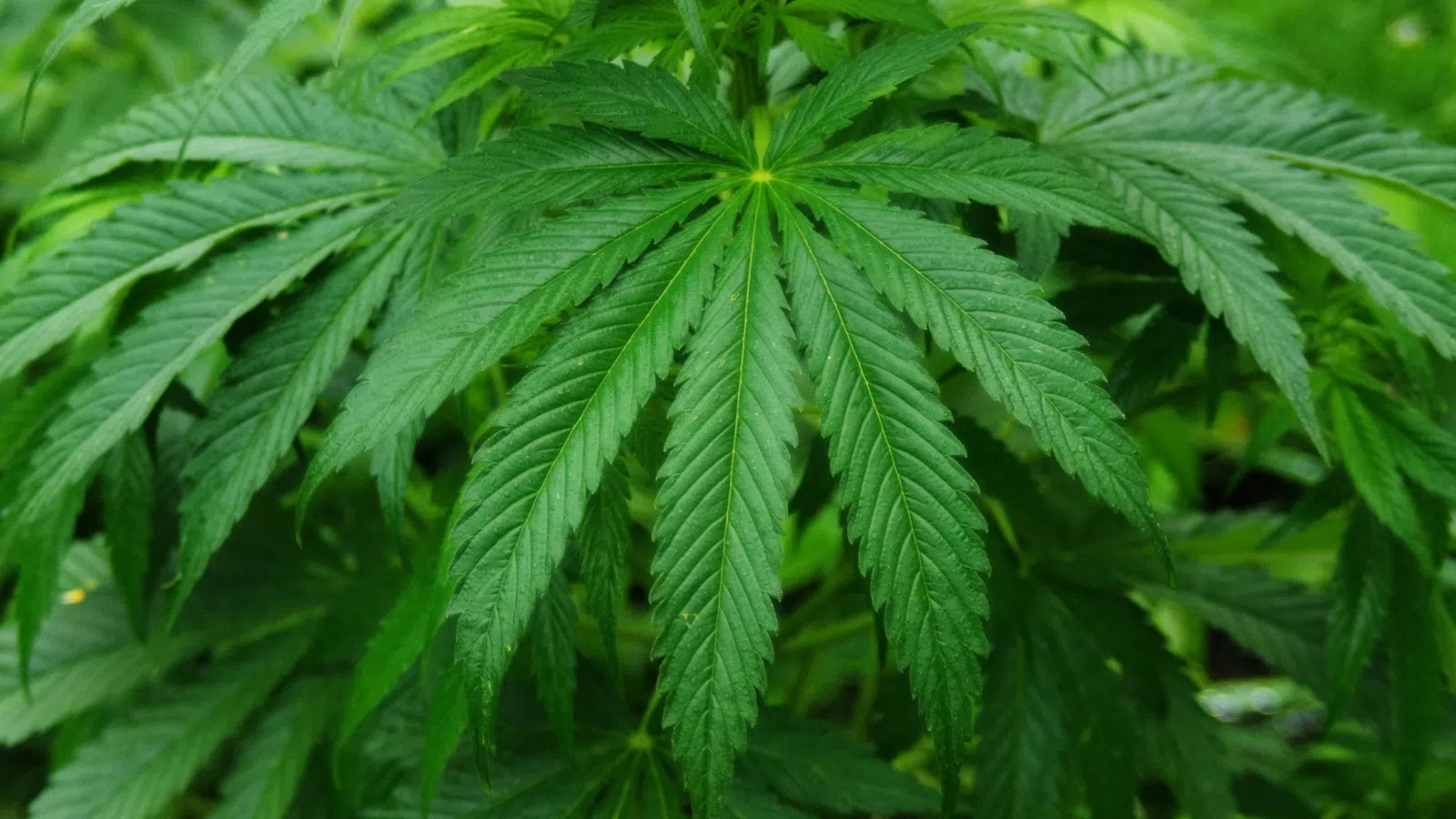 1st Pot Overdose Ever Takes Place in Laplace