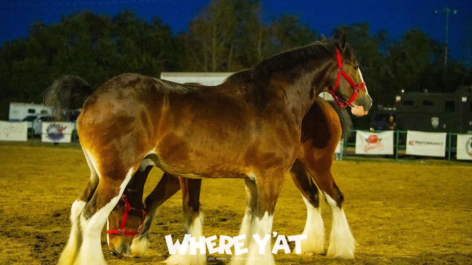 a horse with a red harness
