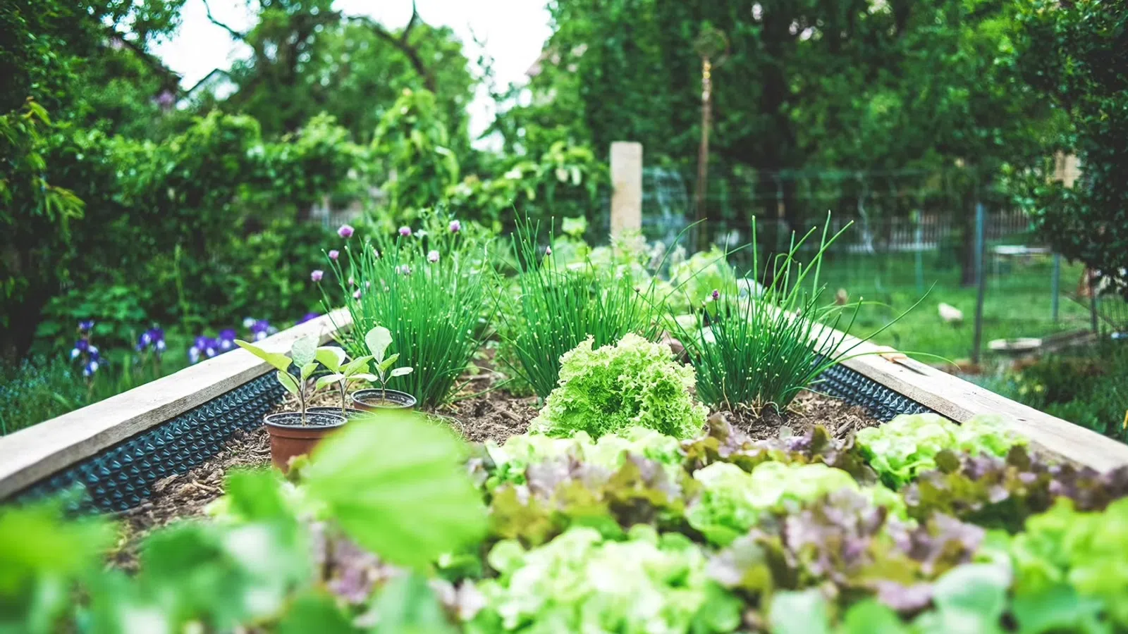 Raised garden bed with growing lettuce and green onions in a vibrant outdoor backyard garden.