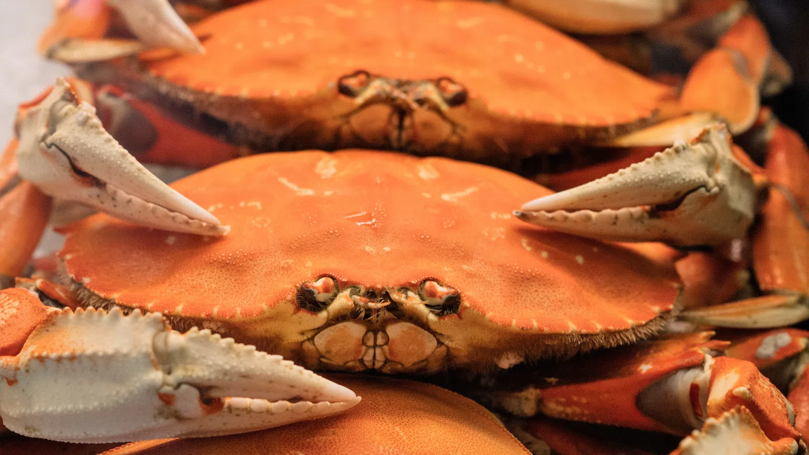 Meet Louisiana?s Seafood King 2020!