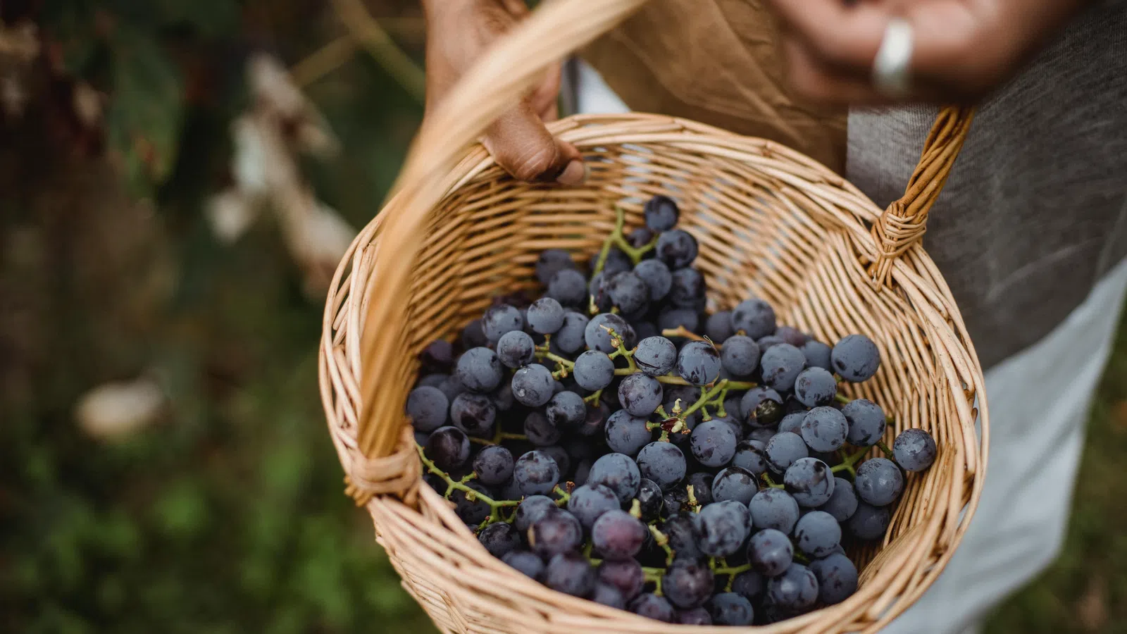 Person holding a wicker basket full of freshly picked dark purple grapes outdoors