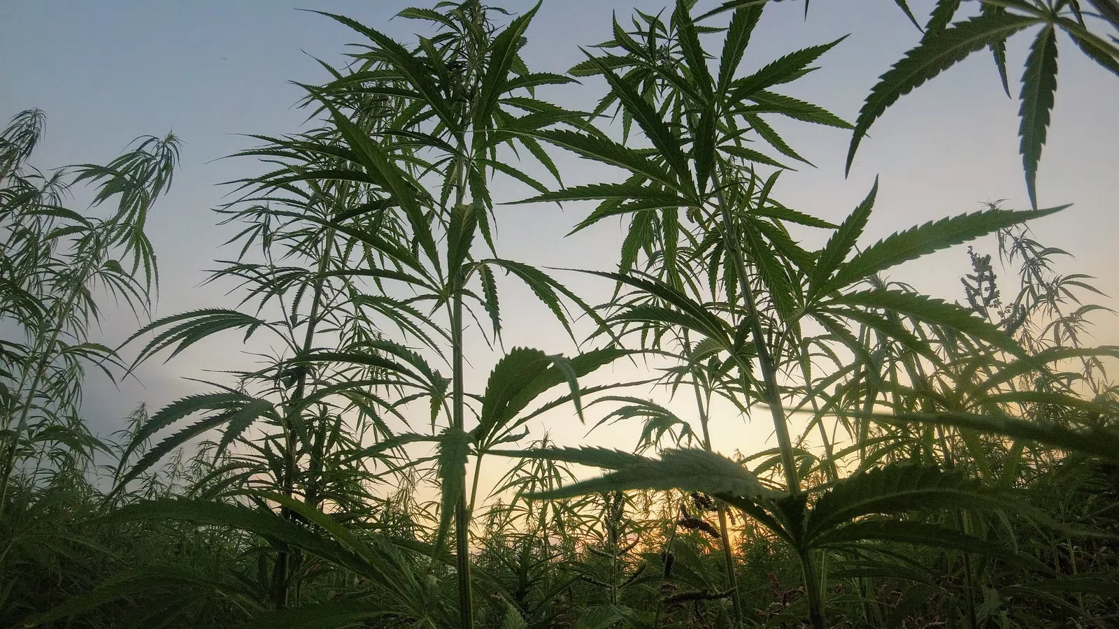 Wellcana Group Brings CBD Products to Louisiana
